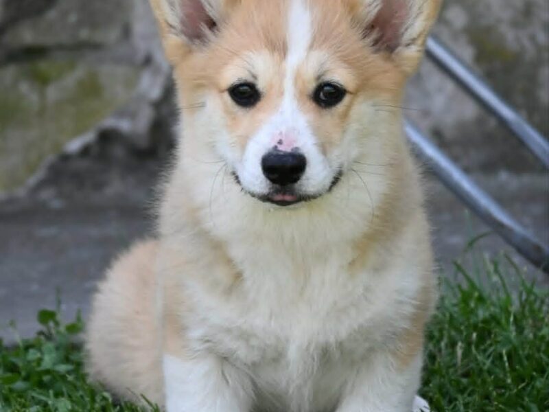 Velški korgi/Welsh Corgi Pembroke