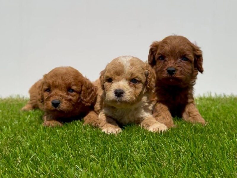 Cavapoo-Kavapu (cavalier king charles spaniel + pudla)