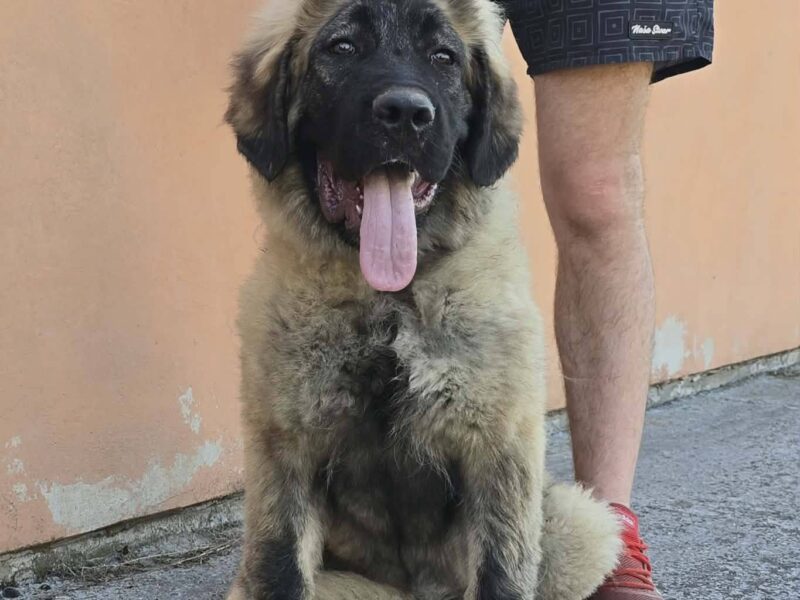 Kavkaski ovčar vrhunski štenci