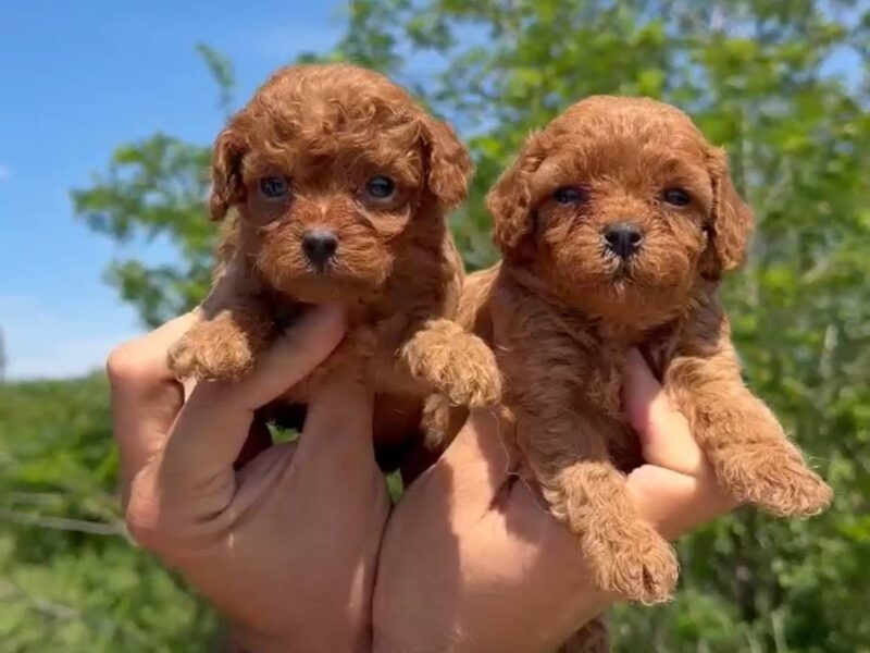 Cavapoo-Kavapu (cavalier king charles spaniel + pudla)