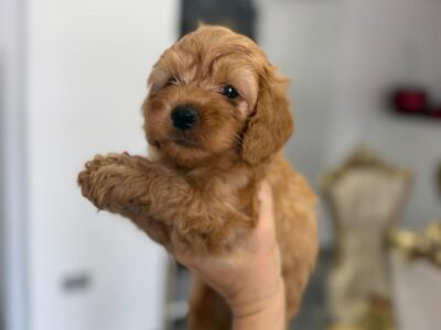 Goldendoodle prelepi štenci