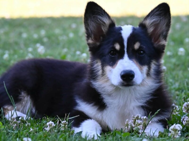 Velški korgi/Welsh Corgi Pembroke