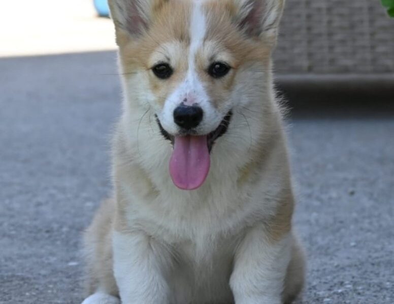 Velški korgi/Welsh Corgi Pembroke