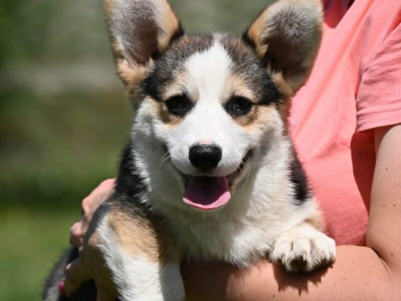 Velški korgi/Welsh Corgi Pembroke