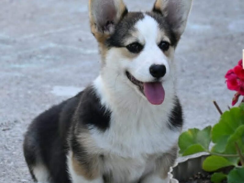 Velški korgi/Welsh Corgi Pembroke