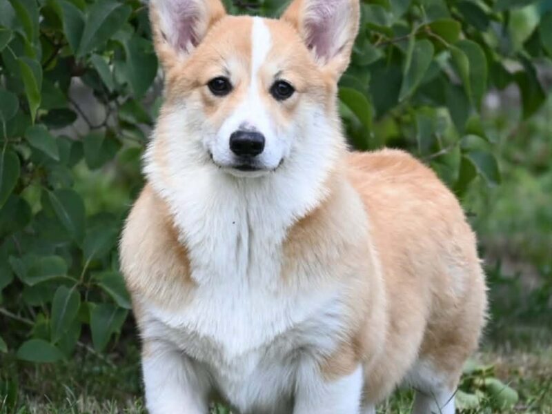 Velški korgi/Welsh Corgi Pembroke