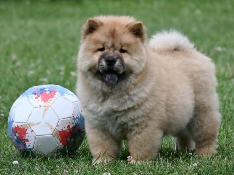 Chow Chow Cau Cau Čau Čau