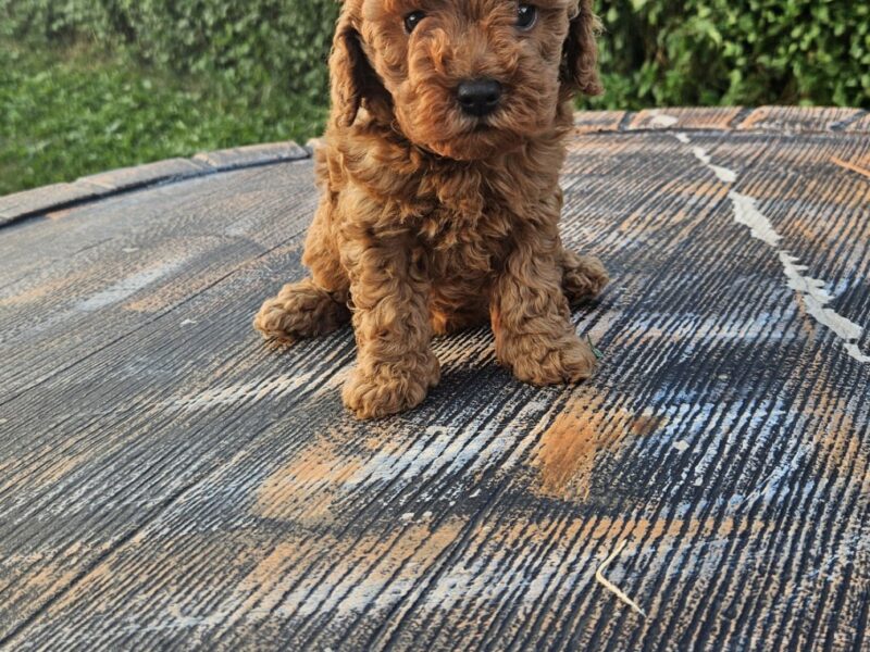 Aprikot mini i Crvena toy pudla štenci