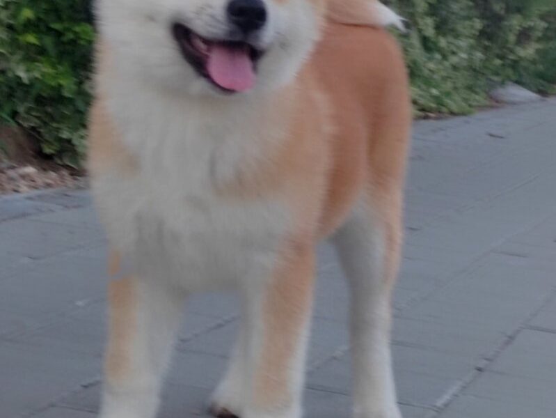 Akita Inu prelepi štenci