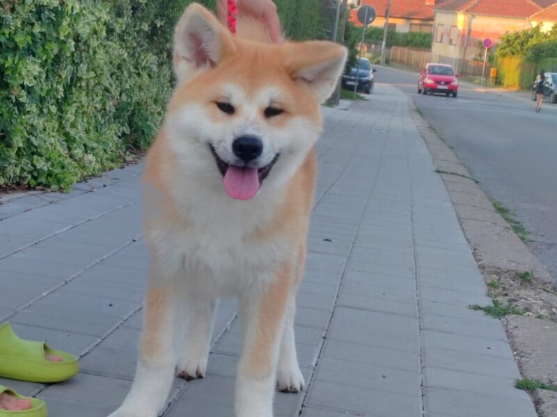 Akita Inu prelepi štenci