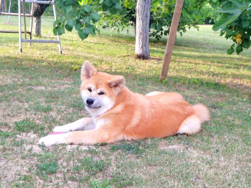 Akita Inu prelepi štenci