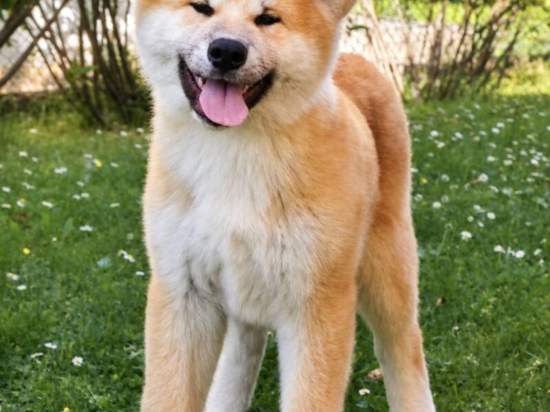 Akita Inu prelepi štenci