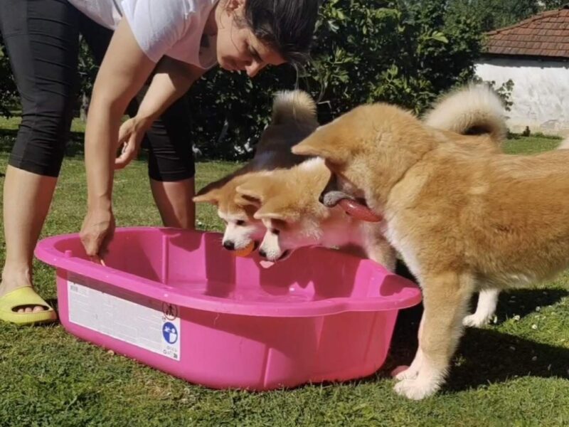 Akita Inu prelepi štenci