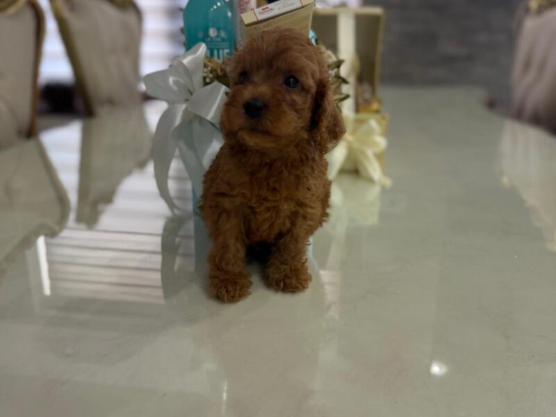 Goldendoodle prelepi štenci