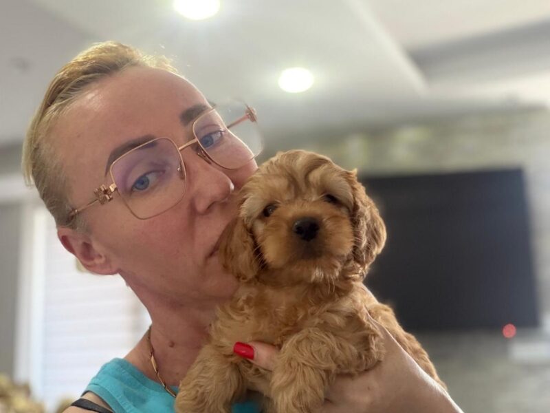 Goldendoodle prelepi štenci