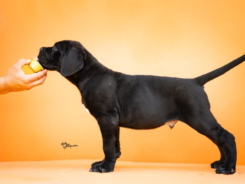 Cane Corso prelepi štenci