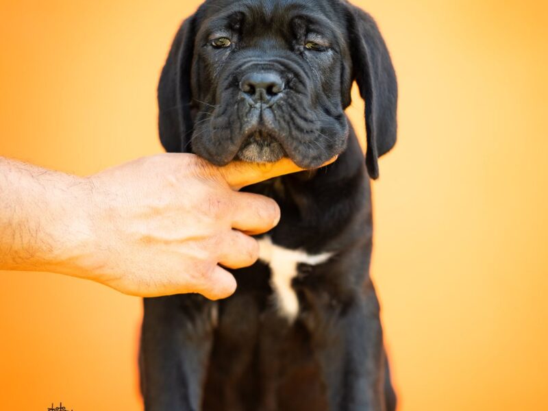 Cane Corso prelepi štenci