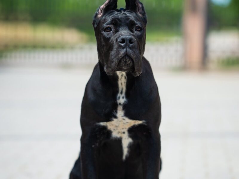 Cane Corso prelepi štenci