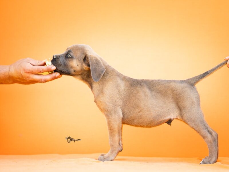 Cane Corso prelepi štenci