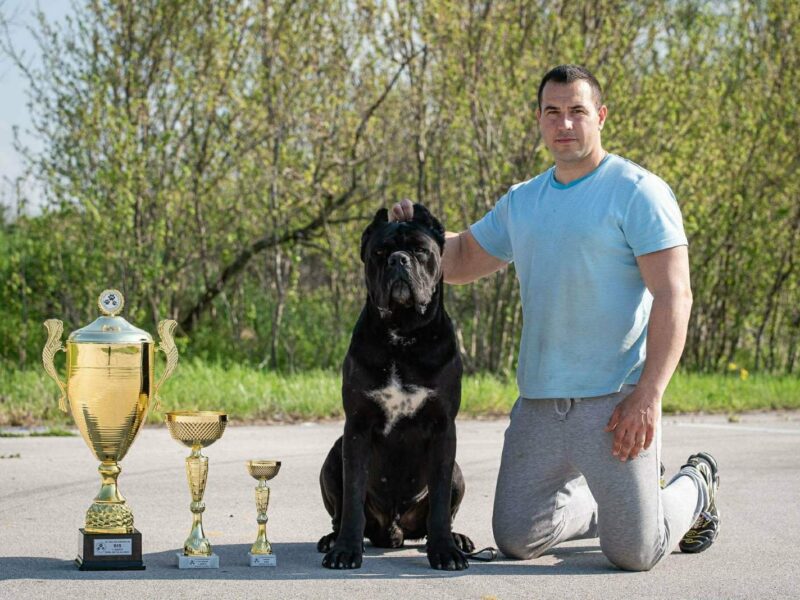 Cane Corso prelepi štenci