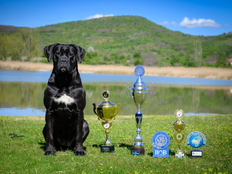 Cane Corso prelepi štenci