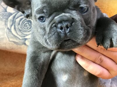 Francuski buldog sivi