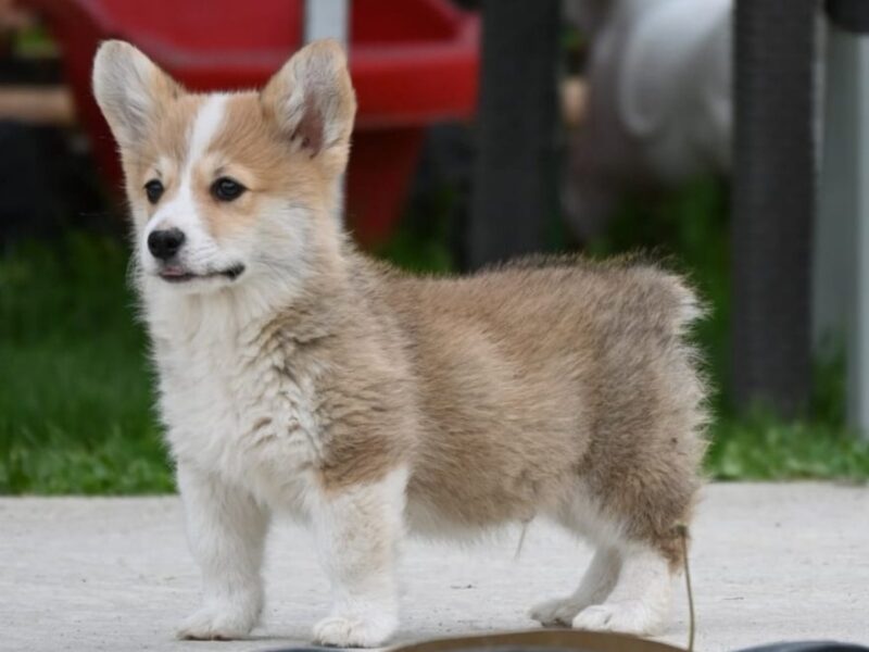 Velški korgi/Welsh Corgi Pembroke