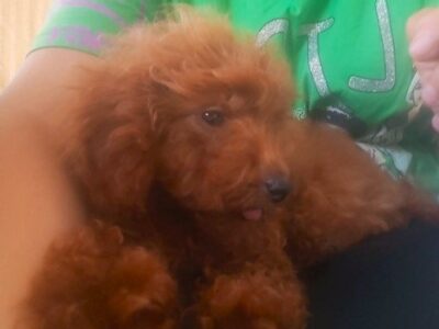 Crvena toy pudla