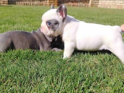 Francuski buldog