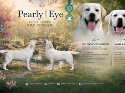 Labrador retriver štenci, prelepi