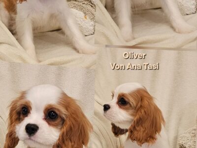Vrhunski Cavalier King Charls Spaniel oba pola