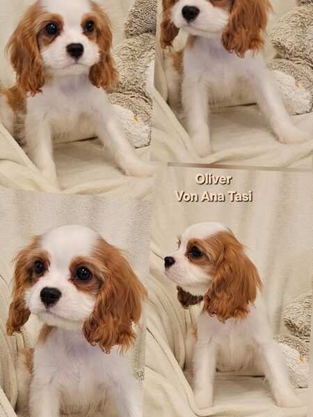 Vrhunski Cavalier King Charls Spaniel oba pola