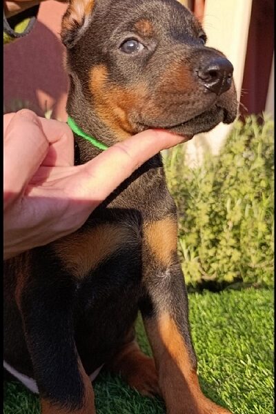 Doberman