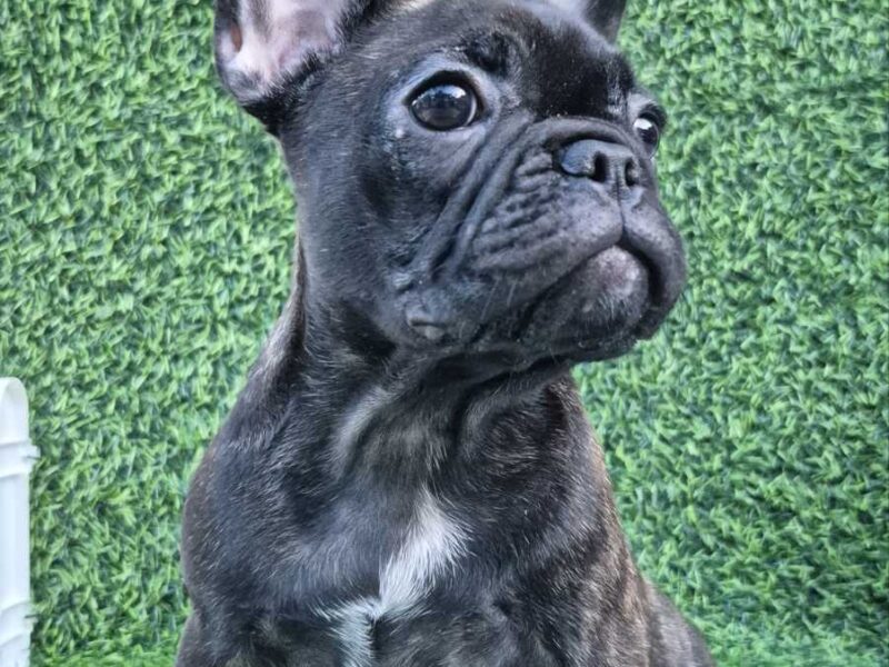 Francuski buldog