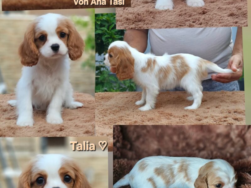 Vrhunski Cavalier King Charls Spaniel oba pola