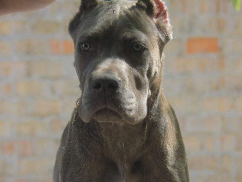 Cane Corso štenci