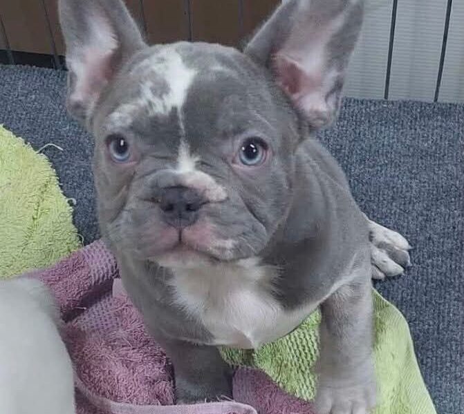 Francuski buldog sivi