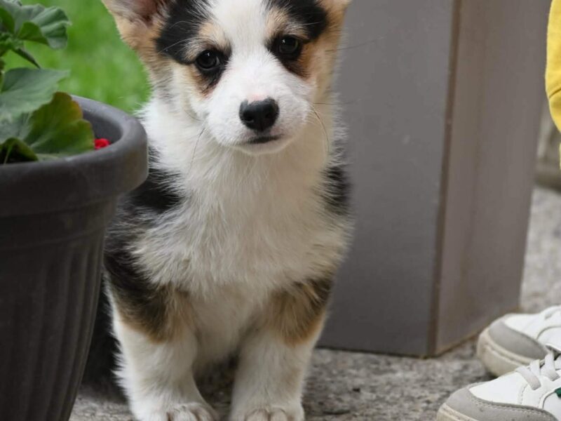 Velški korgi/Welsh Corgi Pembroke