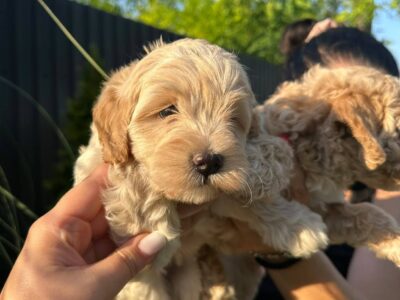 Pudle i maltipoo štenci