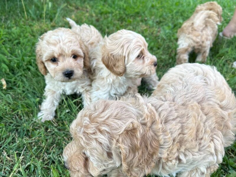 Pudle i maltipoo štenci