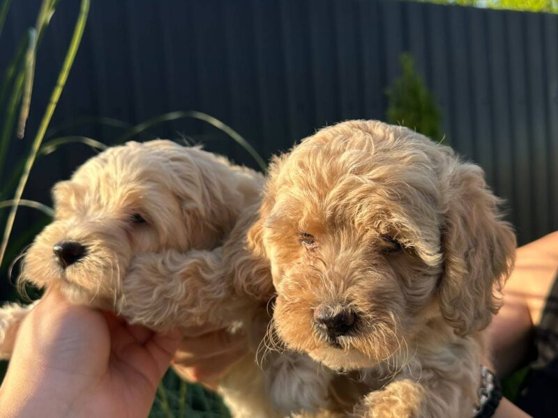 Pudle i maltipoo štenci