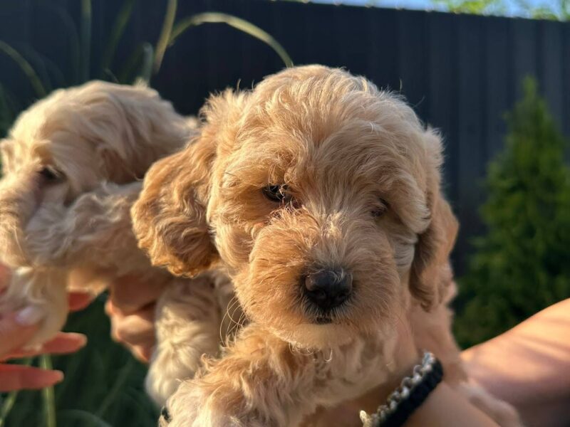 Pudle i maltipoo štenci