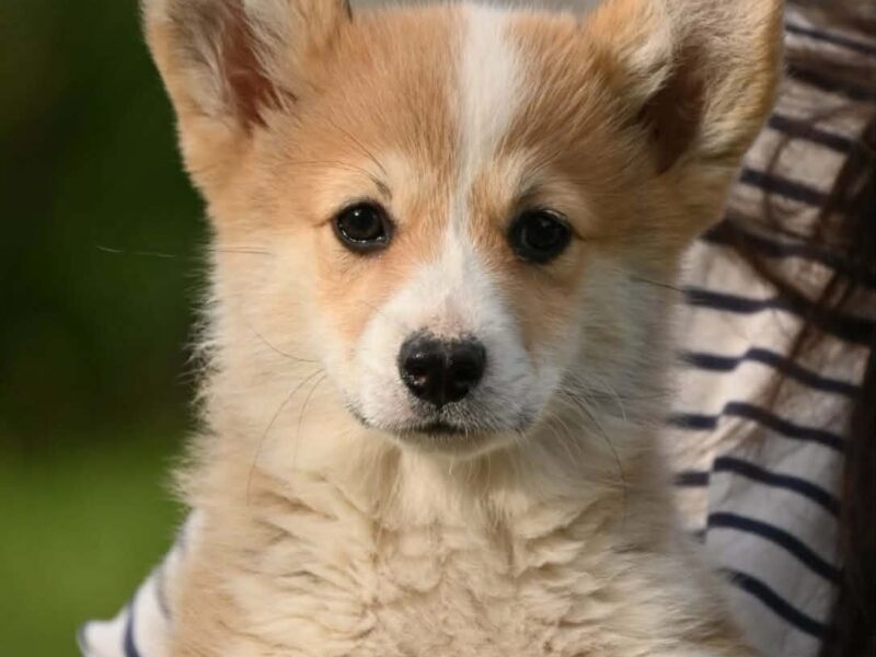 Velški korgi/Welsh Corgi Pembroke