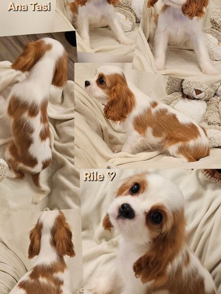 Vrhunski Cavalier King Charls Spaniel oba pola