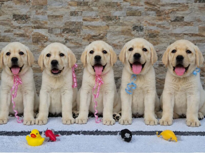 Labrador retriver štenci, prelepi