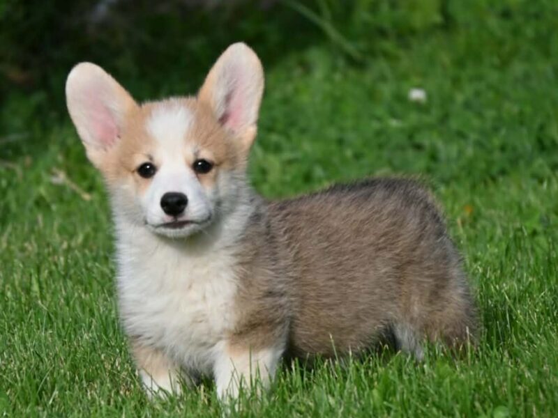 Velški korgi/Welsh Corgi Pembroke