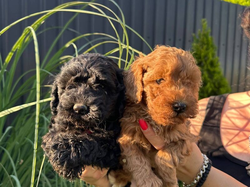 Pudle i maltipoo štenci