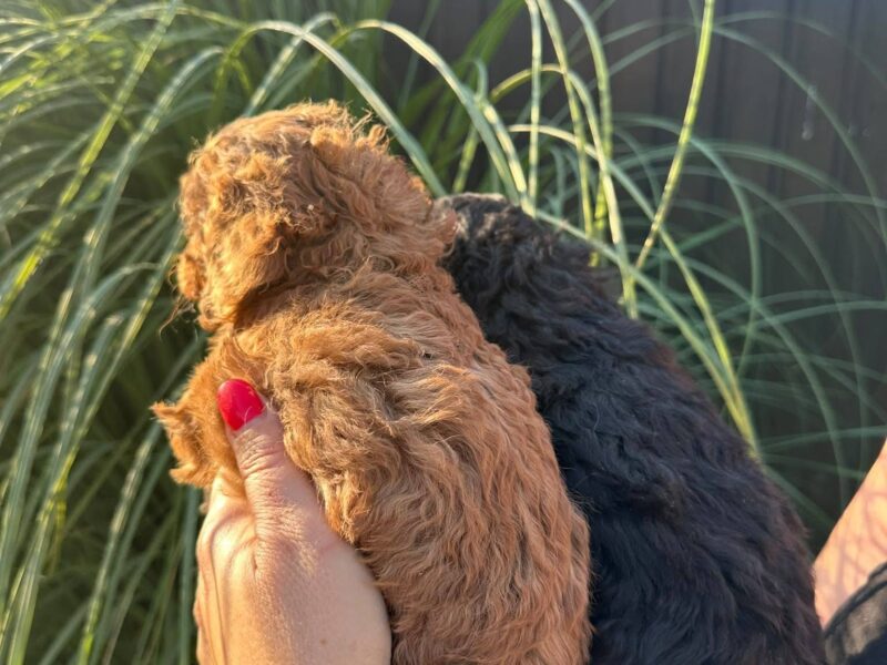 Pudle i maltipoo štenci