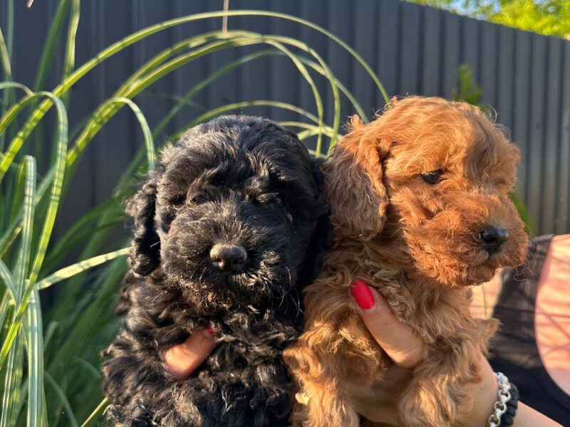 Pudle i maltipoo štenci