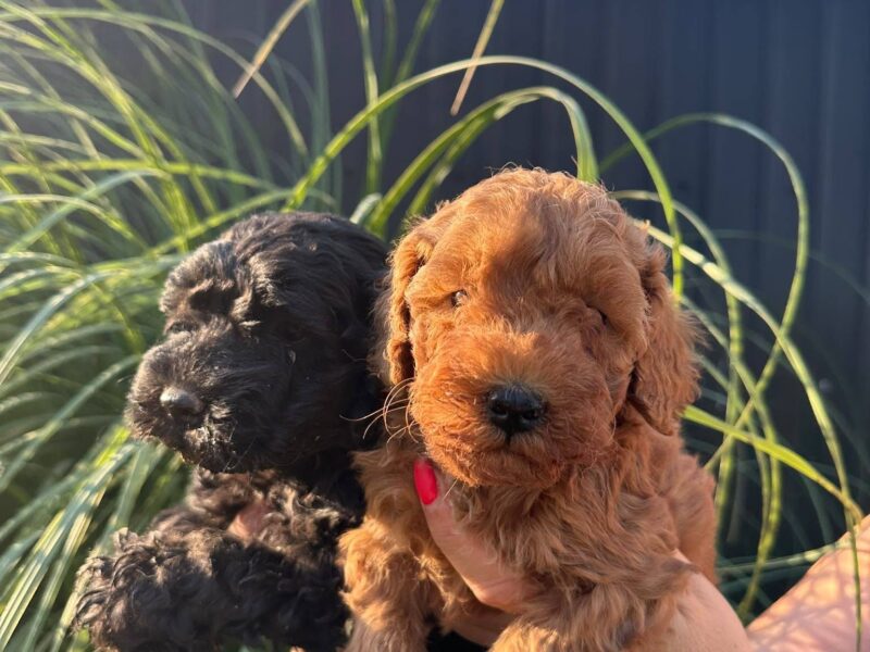 Pudle i maltipoo štenci